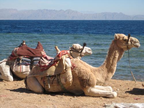 Egypte