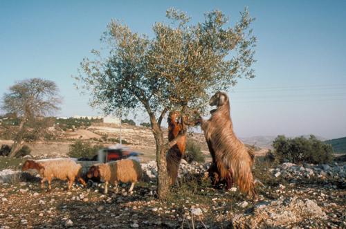 Israël Israël