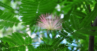 Natuurreservaten in Suriname