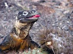 Ecuador en de Galapagos-eilanden