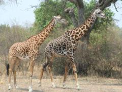 Malawi - Zambia - Tanzania