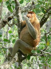 Maleisisch Borneo