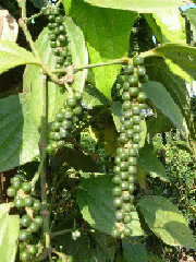 plantage Kumily, India