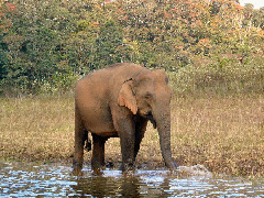 olifant langs het water, bootexcursie op het stuwmeer van Periyar