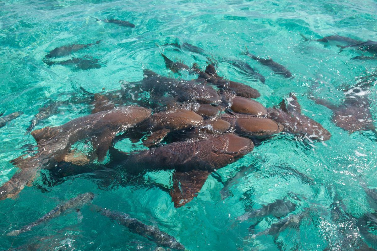 Verpleegsterhaaien in helderblauw water