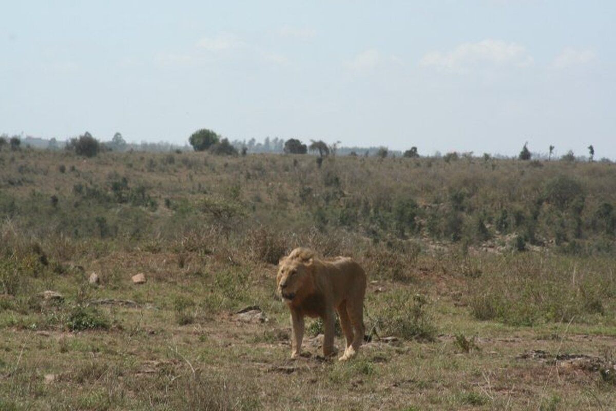 Wild dier in het nationale park van Nairobi