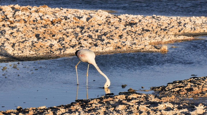 Flamingo op de zoutvlakten, San Pedro de Atacama