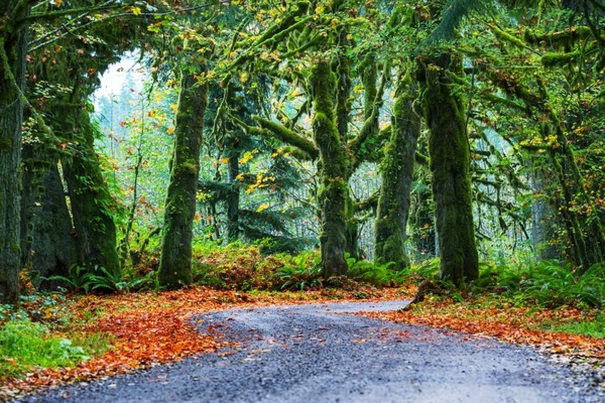 Olympic National Park