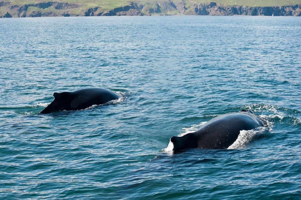 Twee bultruggen bij kust H&uacute;savik
