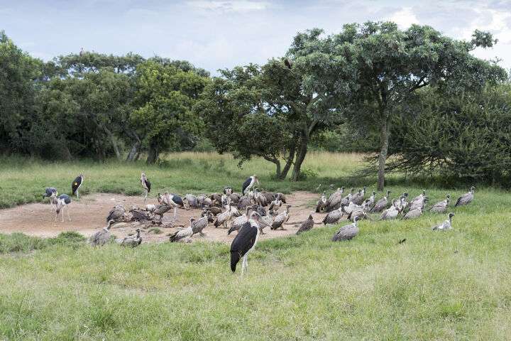 Moholoholo centrum in Zuid-afrika