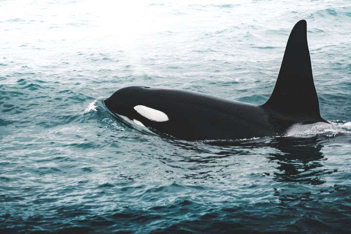 Orka gespot rondom IJsland in de winter