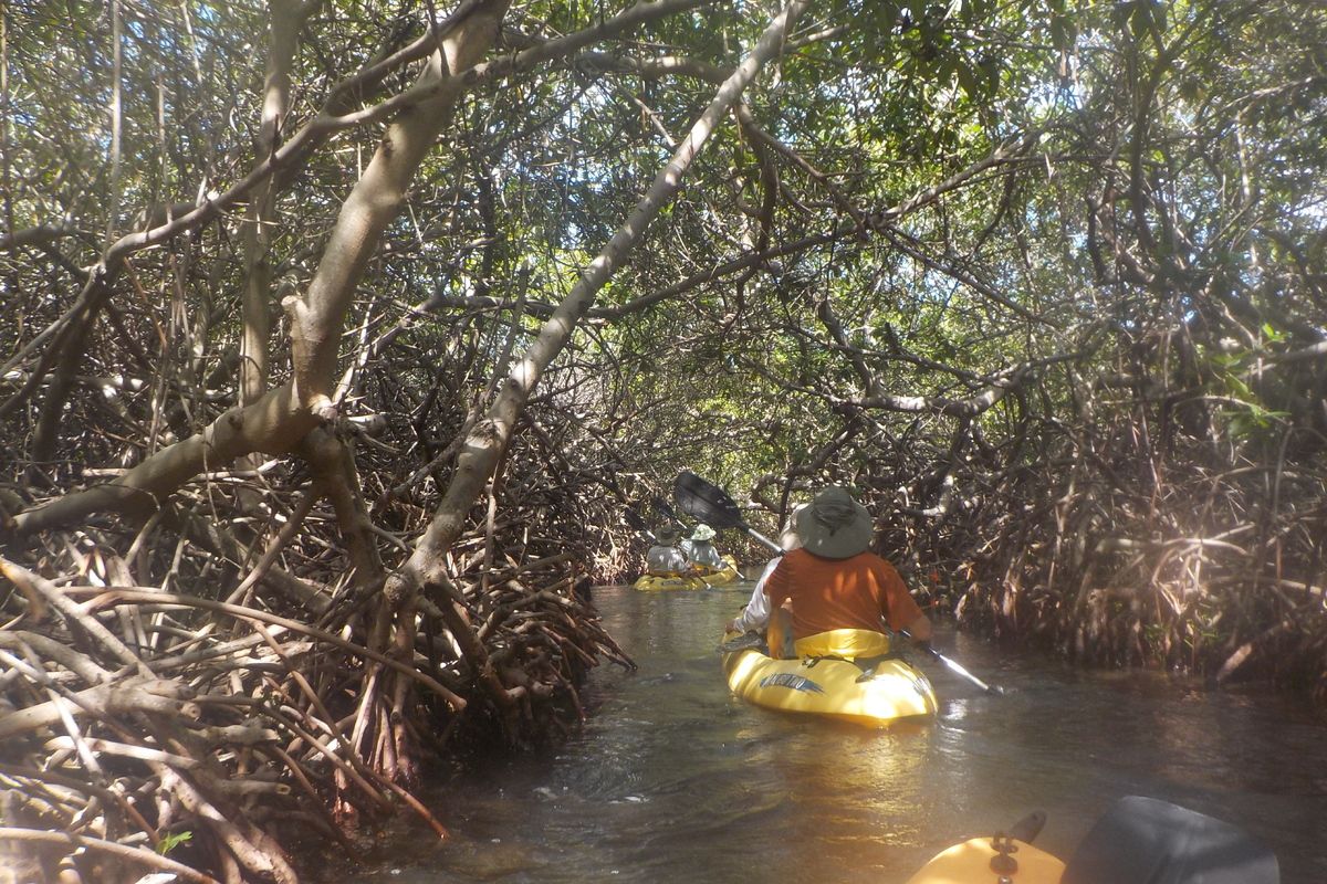 Mangrove Bonaire