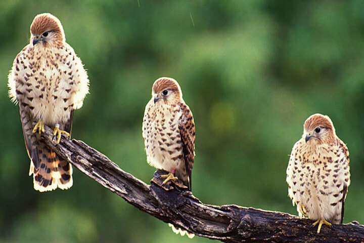 Mauritiaanse torenvalk