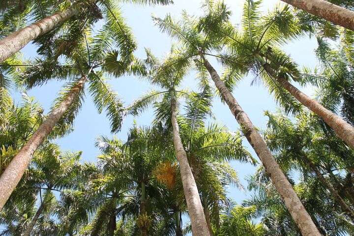 Palmbomen Suriname