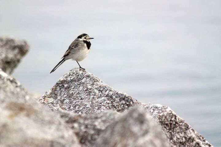 Een vogel op het oude gesteente van de Kvarkenarchipel