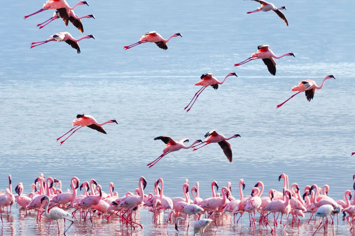 Flamingo's bij Lake Bogoria