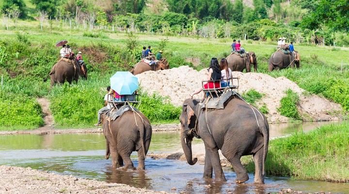 Toeristen tijdens een safari met olifanten