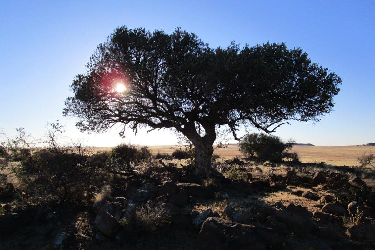 Een boom in '' de oude Kraal''