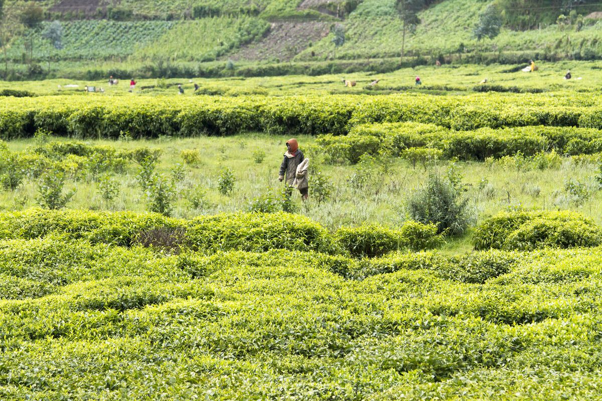 Theeplantages Rwanda