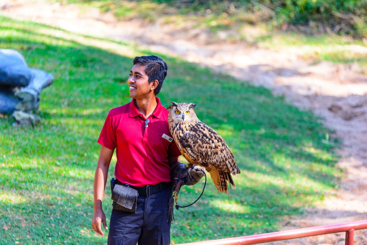 Een roofvogelshow met een uil