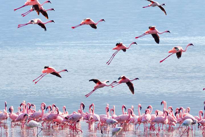 Flamingo's bij Lake Bogoria