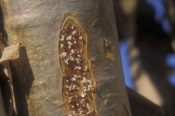 Hars Wierookboom, Oman