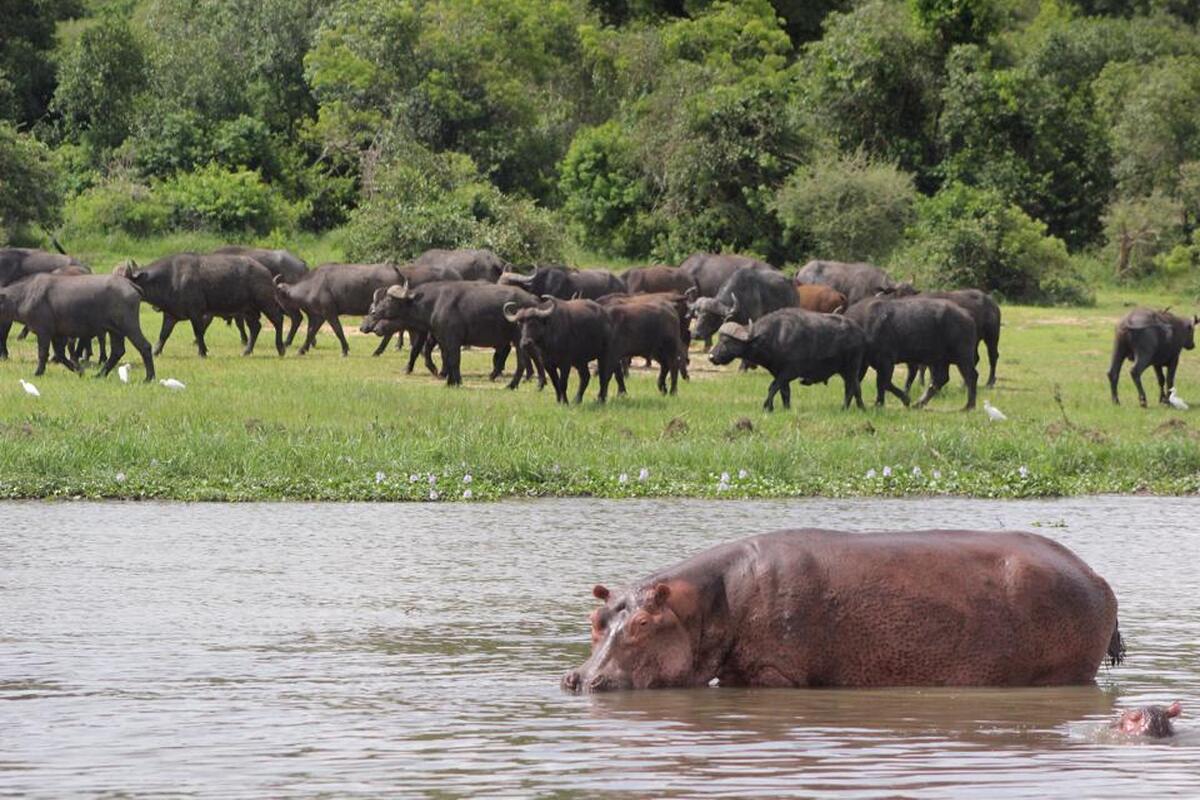 Nijlpaarden in de rivier