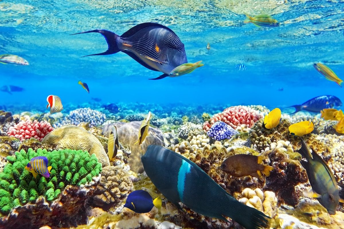 Koraal in de Rode Zee