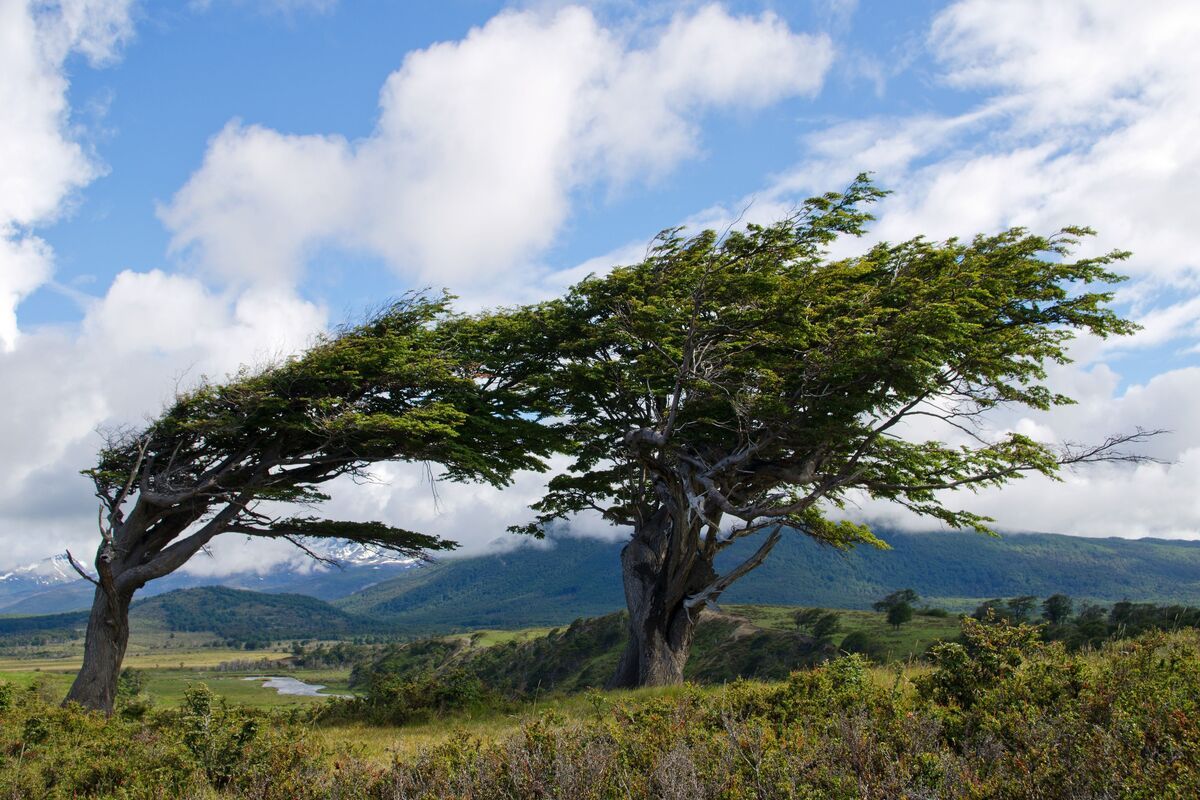 Bomen in Tierra del Fuego, Vuurland
