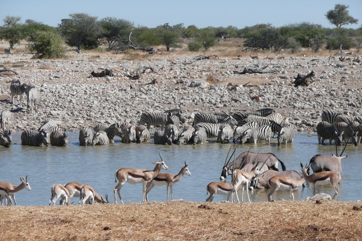 Drinkplaats Etosha