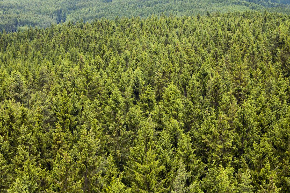 Naaldbossen zijn veel te vinden in Ayubia National Park