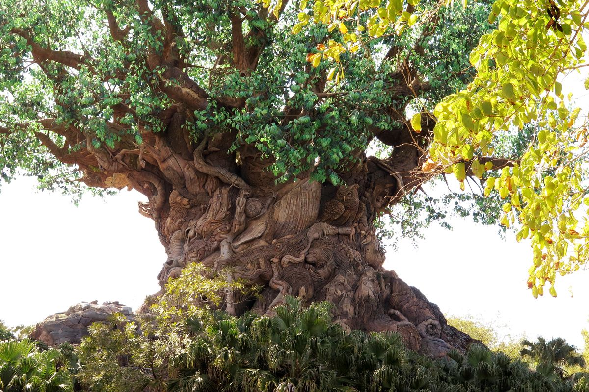 Tree Of Life, Animal Kingdom, Orlando