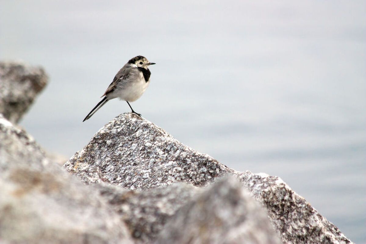 Een vogel op het oude gesteente van de Kvarkenarchipel