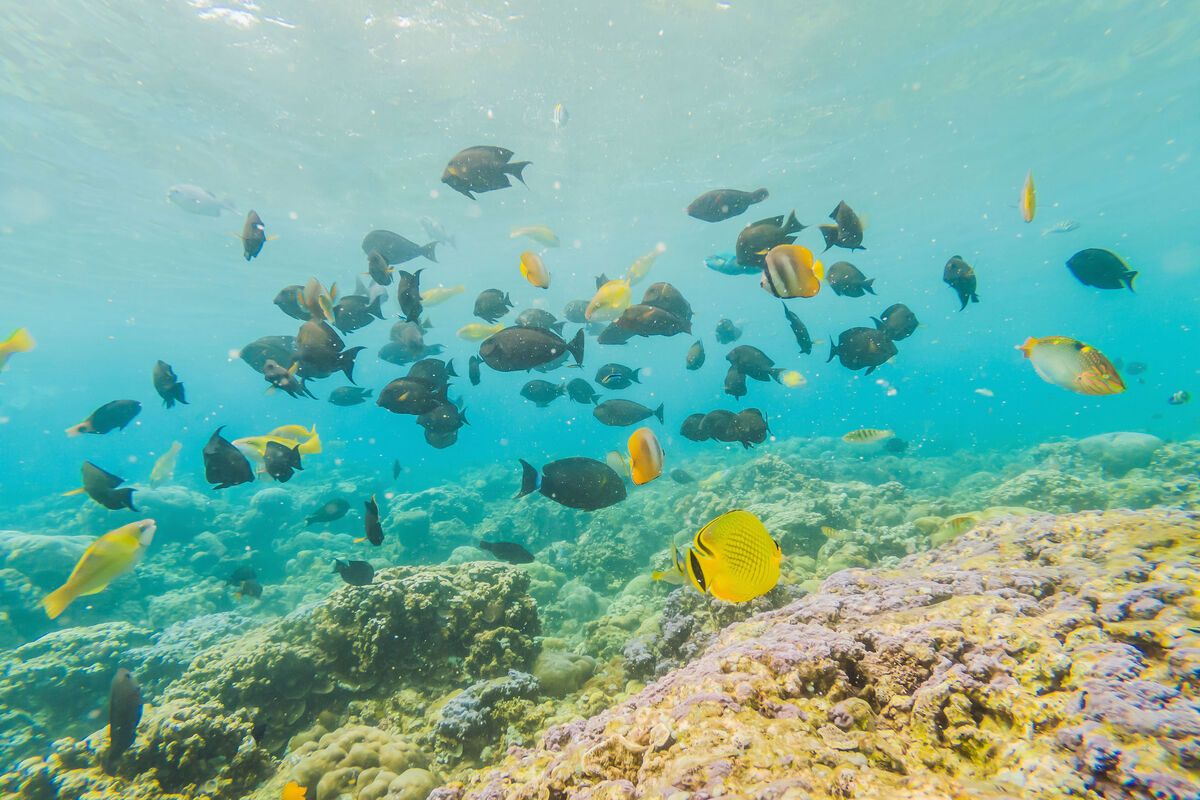 de unieke onderwaterwereld van Bonaire