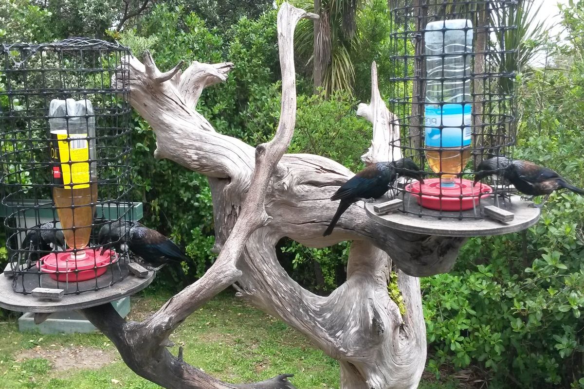 Tui's op Tiri Tiri Matangi