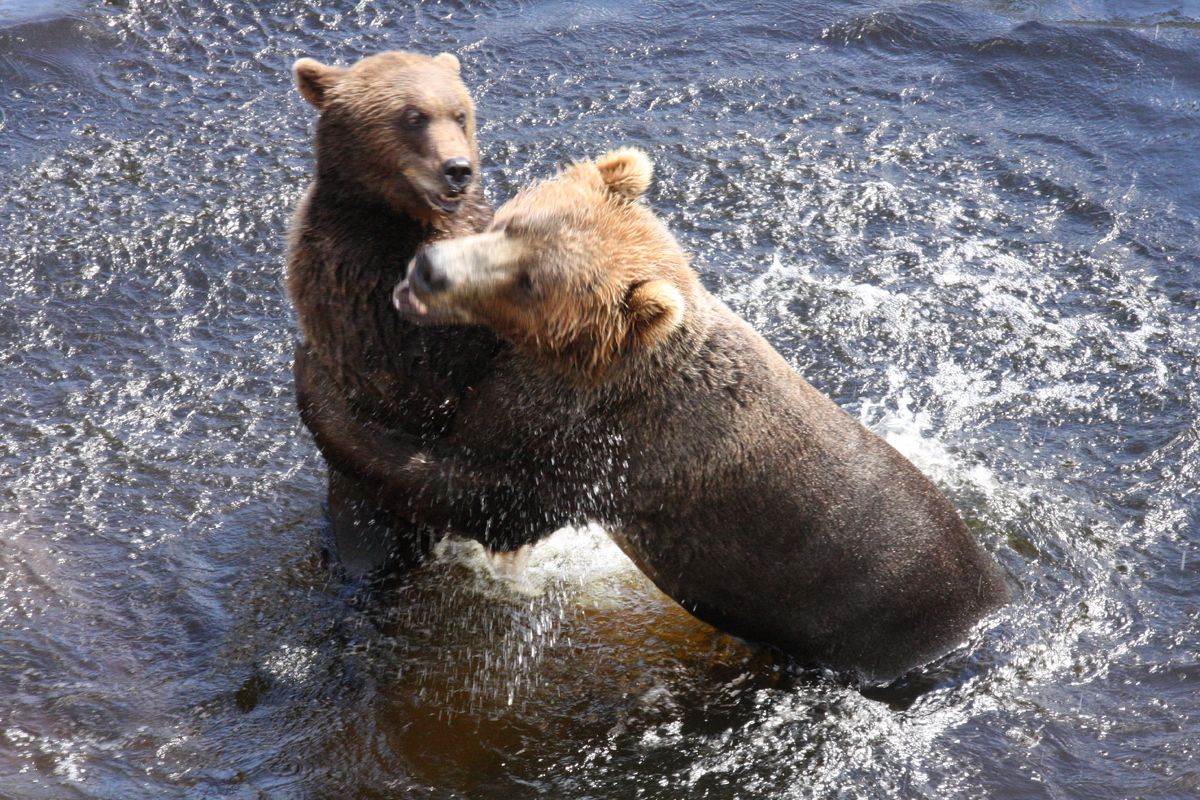 Bruine beren spelen in het water in Orsa Roofdierenpark