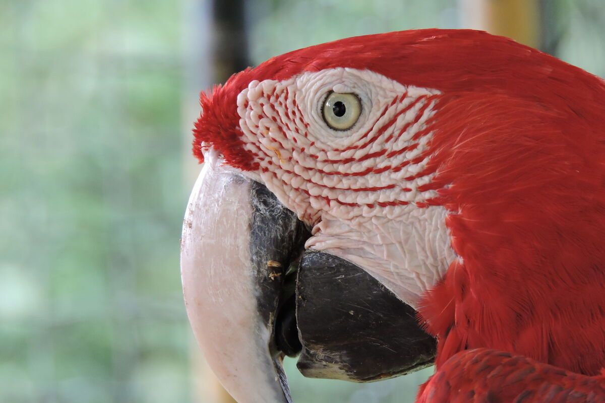 Rode Ara Ara Papegaai