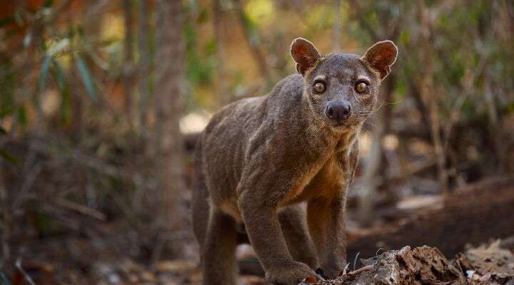 De Fossa in Madagaskar