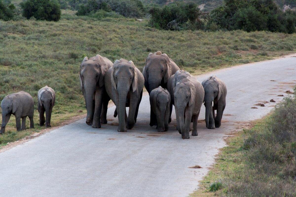 Olifanten in Addo's op de weg