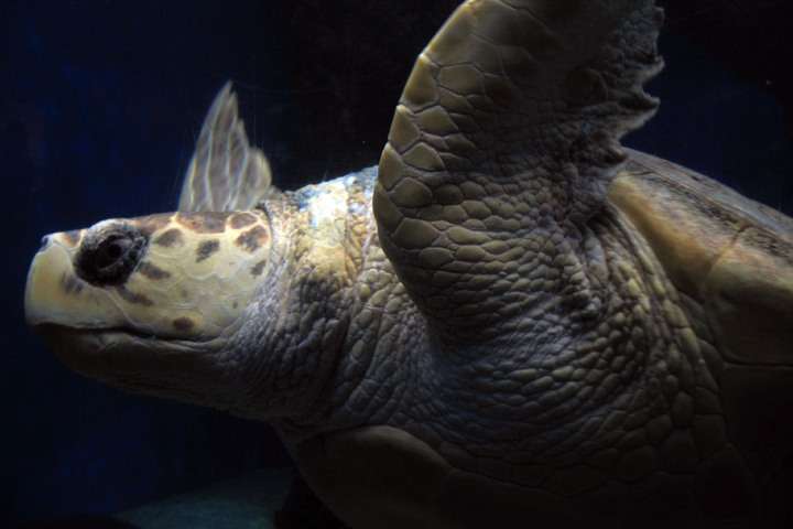 zeeschildpad
