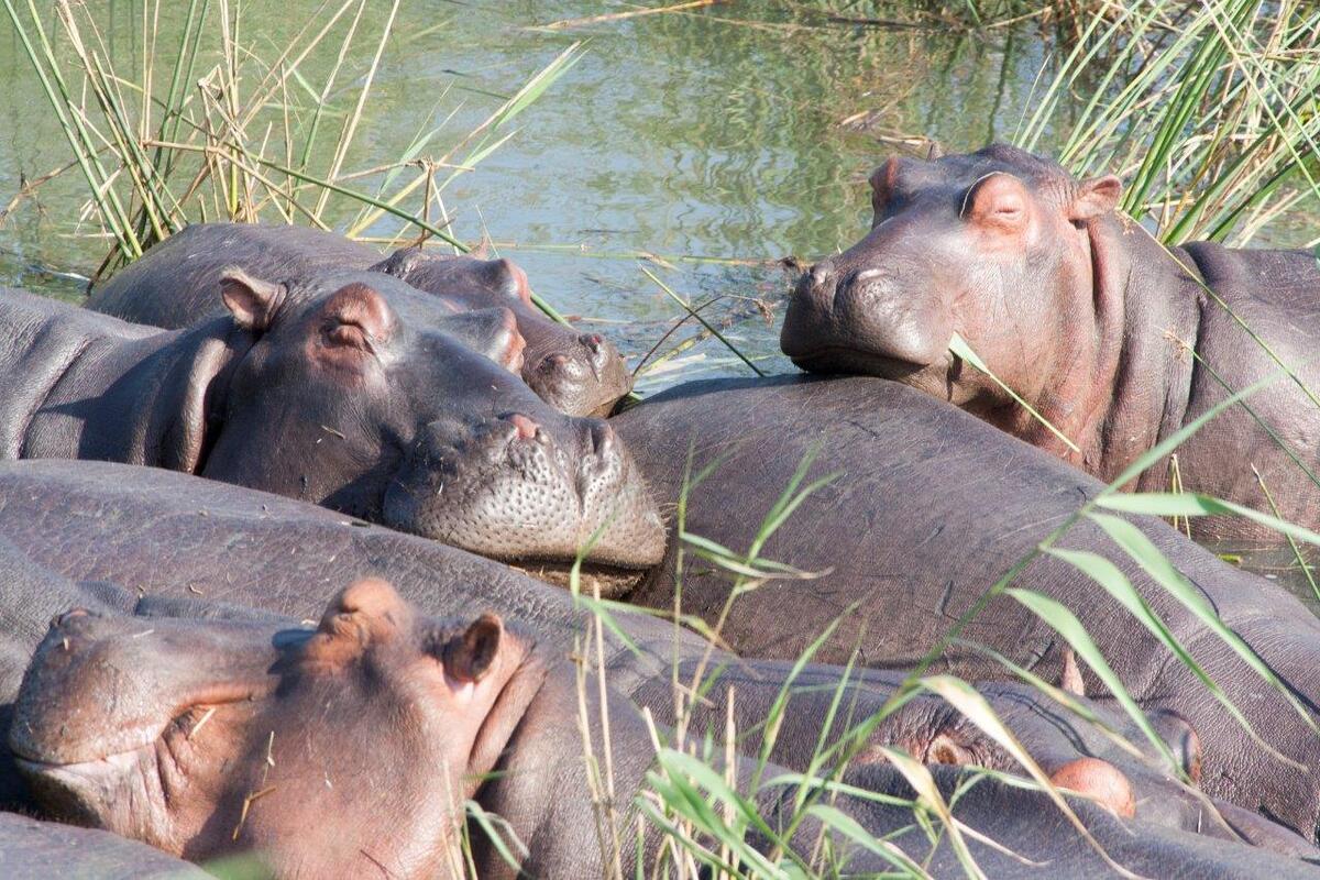 Nijlpaarden in Afrika