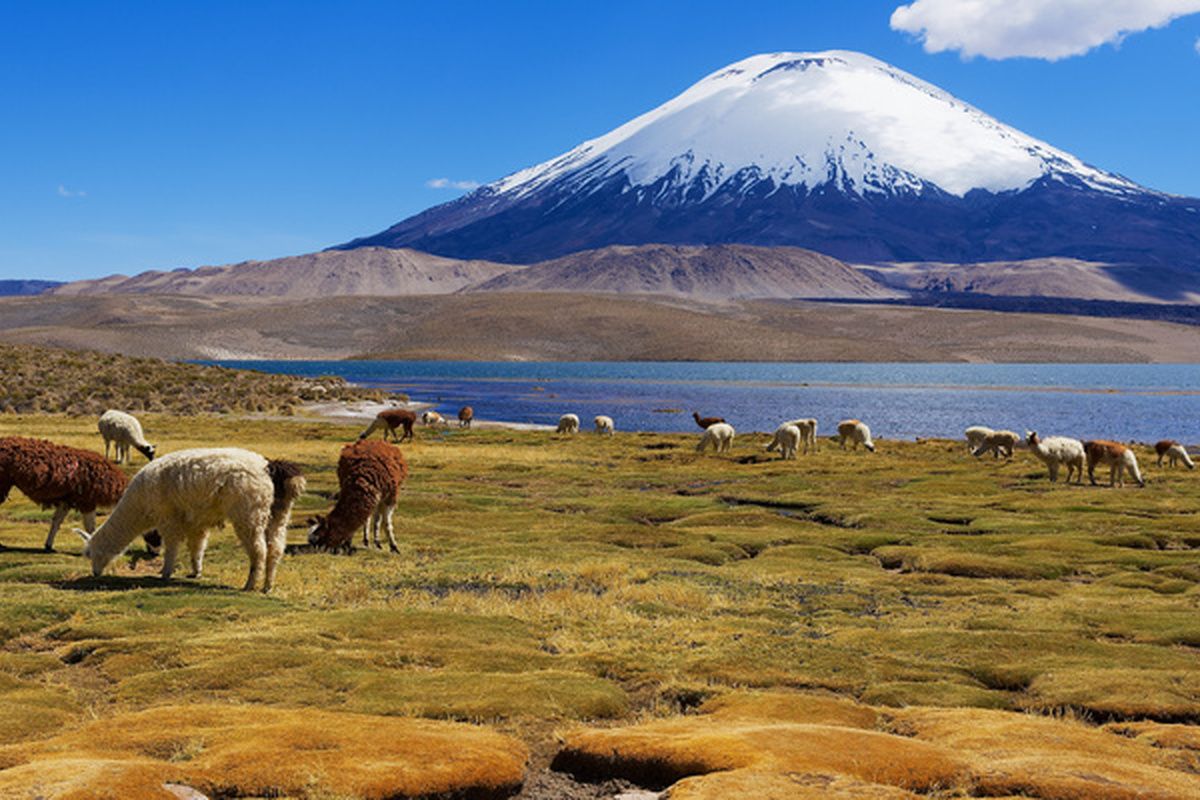 Alpacas bij Chungara Lake in Lauca National Park