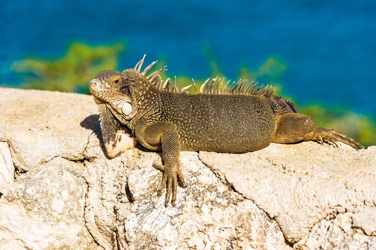 Leguaan in Cura&ccedil;ao
