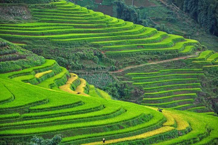 Felgroene rijstvelden in Sapa
