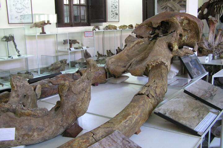 Museum voor Archeologie en Paleontologie