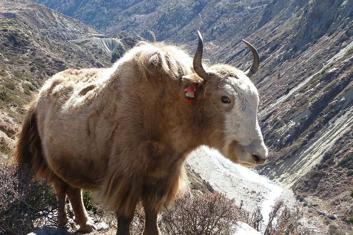 Wild Yak, Nepal, Wandeltocht