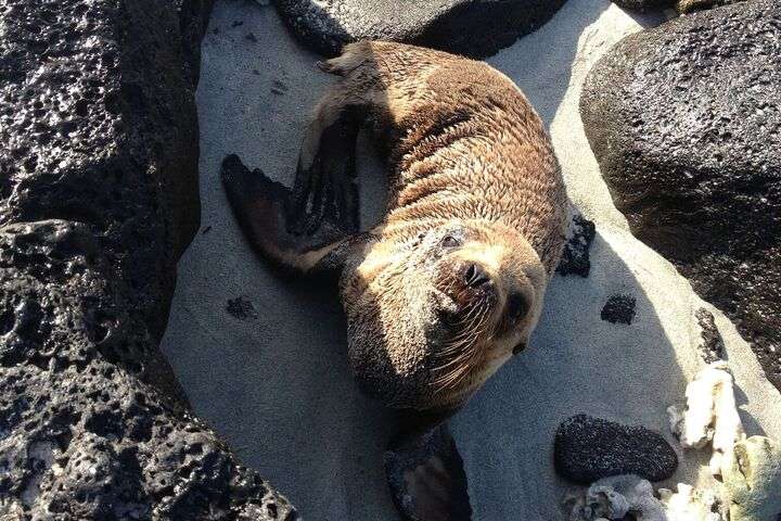 Een schattige zeehond