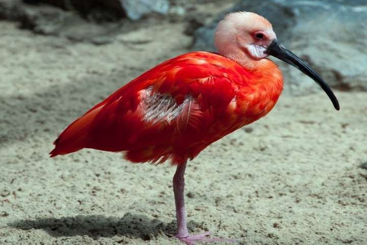 Rode vogel in Duisburg Zoo