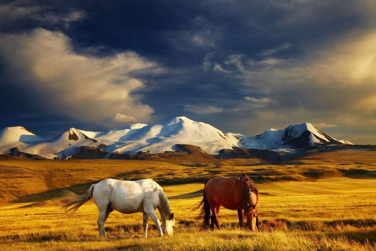 Plateau Ukok, Mongoli�