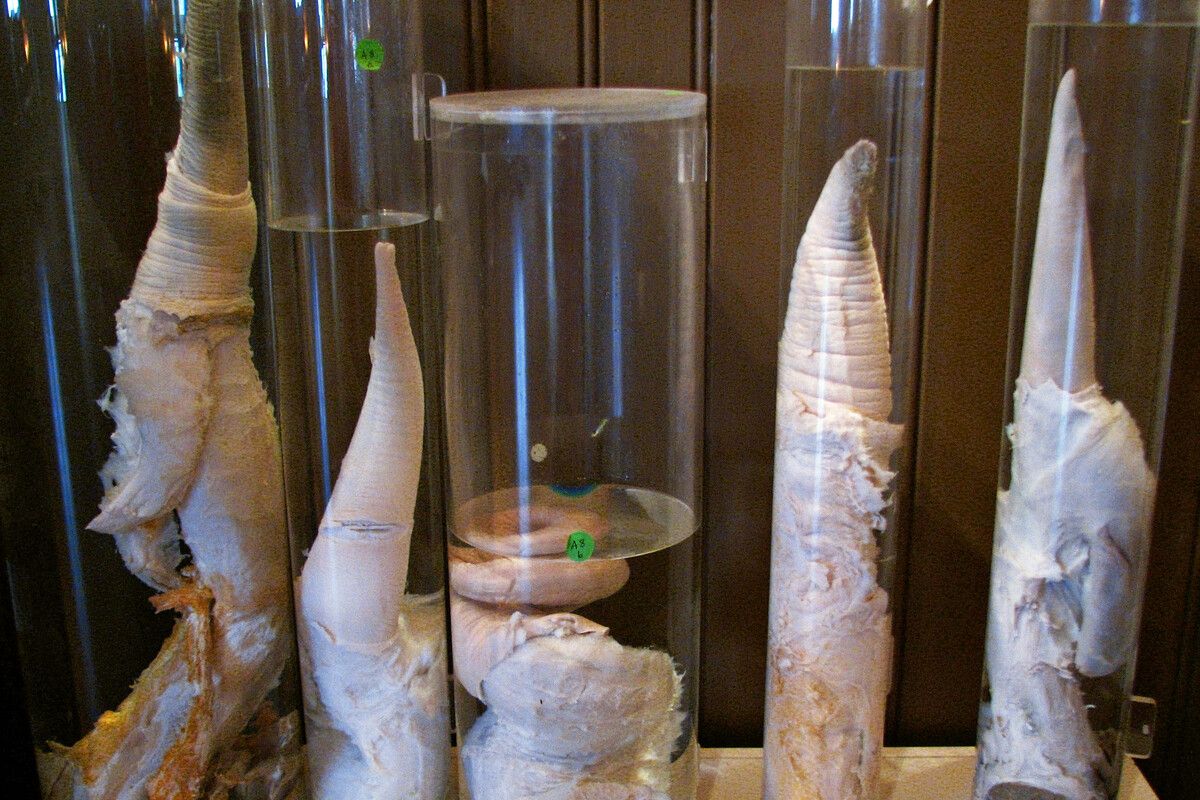 De 10 raarste musea ter wereld